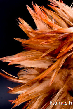 Fringe haan - veerlengte 10-15 cm - wildzand